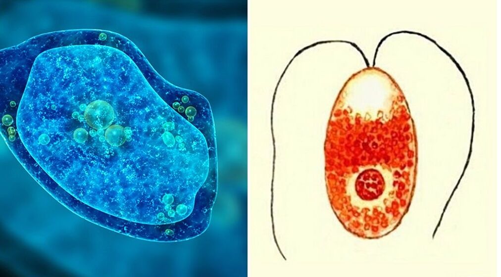 parasit protozoa amoeba disentri dan plasmodium malaria