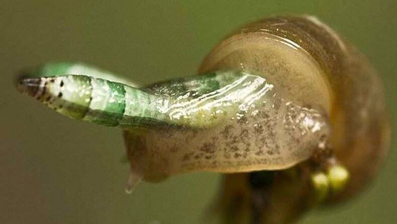 Leukochloridia adalah paradoks