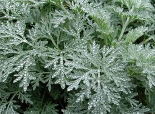 Wormwood melawan cacing
