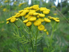 Tansy untuk mengeluarkan parasit dari badan